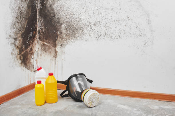 Best Certified Mold Removal  in David City, NE