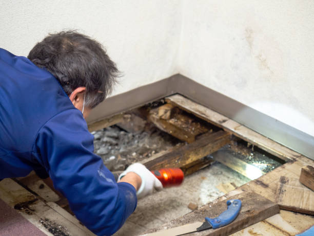 Attic Mold Removal in David City, NE