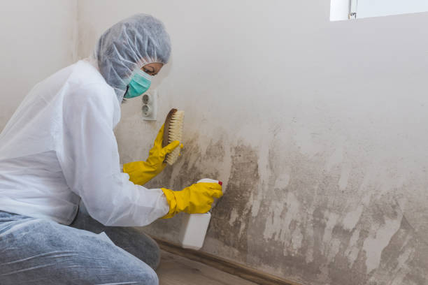 Best Toxic Mold Removal  in David City, NE