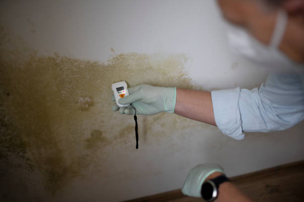 Best Residential Mold Removal  in David City, NE