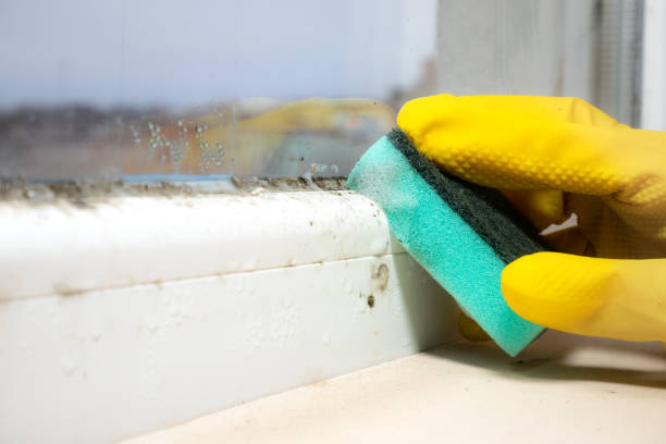 Best Affordable Mold Removal  in David City, NE