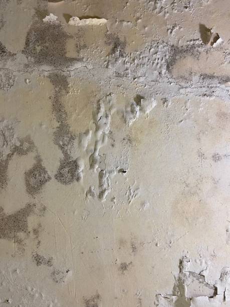 Best Attic Mold Removal  in David City, NE