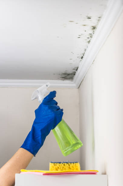 Home Mold Removal in David City, NE