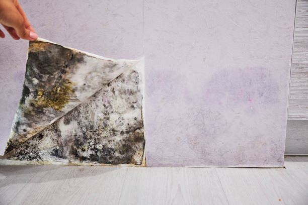 Best Professional Mold Removal  in David City, NE